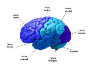 <infografia-areas-del-cerebro>