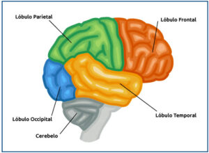 <partes-del-cerebro-lobulo-frontal>