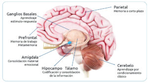 <partes-del-cerebro-vinculadas-con-la-memoria>